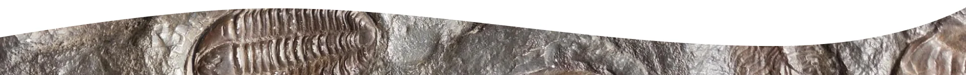 pie de página de la sección de Paleontología del Museo de Geología y Paleontología de ESIA Ticomán